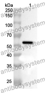 Anti-MMP10 Polyclonal Antibody