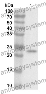 Anti-CD48 Polyclonal Antibody