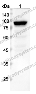 Anti-VIL1 Polyclonal Antibody