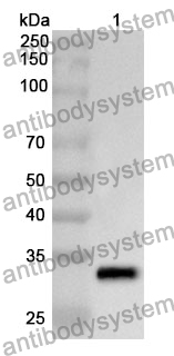 Anti-CXCL1/NAP-3/GRO-alpha Polyclonal Antibody