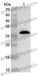 Anti-HMGB1 Polyclonal Antibody