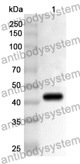 Anti-PAEP Polyclonal Antibody