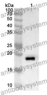 Anti-CD7 Polyclonal Antibody