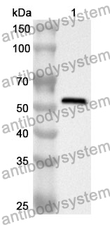 Anti-CSF1/M-CSF Polyclonal Antibody