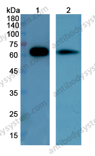 Anti-CSF1/M-CSF Polyclonal Antibody