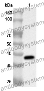 Anti-CTSH Polyclonal Antibody