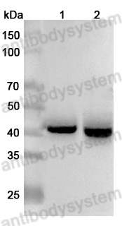 Anti-TACSTD2/TROP2 Polyclonal Antibody