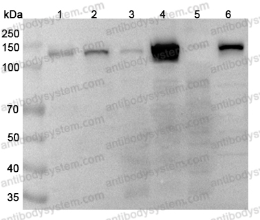 Anti-PARP1 Polyclonal Antibody