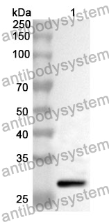 Anti-POLA1 Polyclonal Antibody