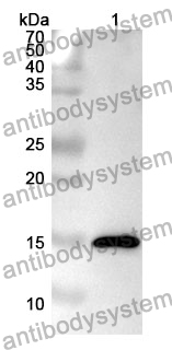 Anti-FURIN Polyclonal Antibody