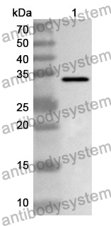 Anti-NPS Polyclonal Antibody