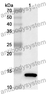 Anti-Human H2AZ1 Polyclonal Antibody