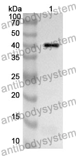 Anti-H2AC11 Polyclonal Antibody