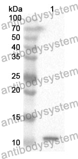 Anti-UBB Polyclonal Antibody