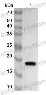 Anti-Human ADORA3 Polyclonal Antibody