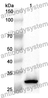 Anti-GLI3 Polyclonal Antibody