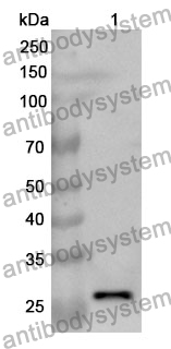 Anti-GZMB Polyclonal Antibody