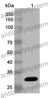 Anti-Human GZMB Polyclonal Antibody