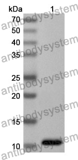 Anti-IL8/CXCL8 Polyclonal Antibody