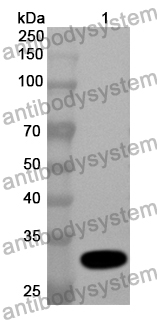 Anti-ARAF Polyclonal Antibody