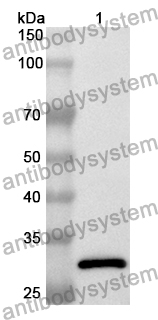 Anti-SAG Polyclonal Antibody