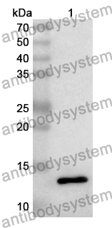 Anti-TXN Polyclonal Antibody