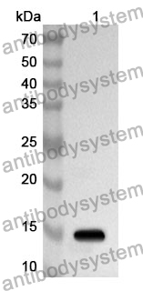 Anti-TGFB3 Polyclonal Antibody