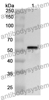 Anti-CTSA Polyclonal Antibody