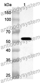 Anti-Human CYP2C8 Polyclonal Antibody