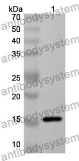 Anti-MAPT Polyclonal Antibody