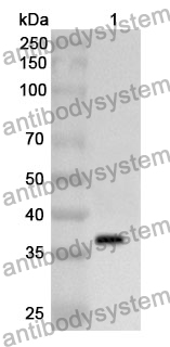 Anti-ALPG Polyclonal Antibody