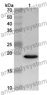 Anti-Human IAPP Polyclonal Antibody