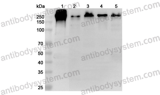 Anti-LAMC1 Polyclonal Antibody