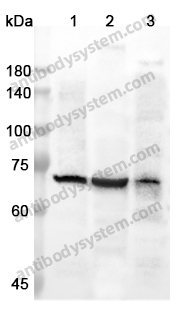 Anti-MAP2 Polyclonal Antibody