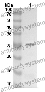 Anti-CD11b/ITGAM Polyclonal Antibody