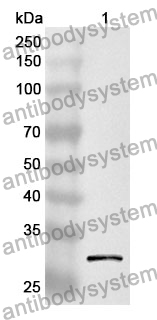 Anti-PIM1 Polyclonal Antibody