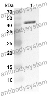 Anti-CD331/FGFR1 Polyclonal Antibody