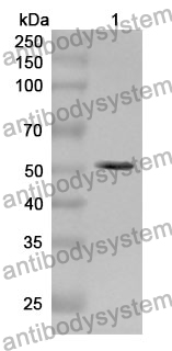 Anti-PC Polyclonal Antibody