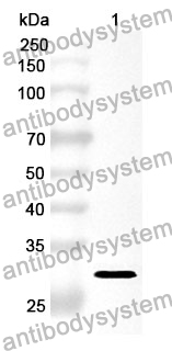 Anti-DMD Polyclonal Antibody