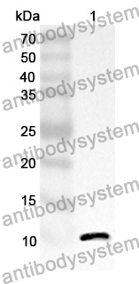 Anti-SCGB1A1/Uteroglobin Polyclonal Antibody