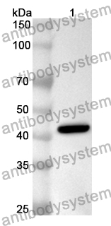 Anti-Human ADH5 Polyclonal Antibody