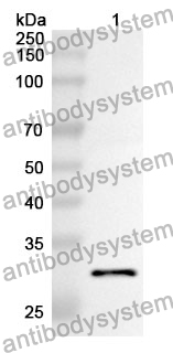 Anti-ODC1 Polyclonal Antibody