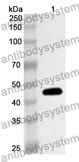 Anti-Human PABPC1 Polyclonal Antibody