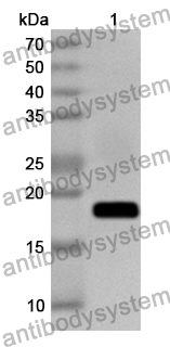 Anti-Human FGF5 Polyclonal Antibody