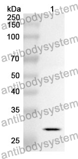 Anti-GZMA Polyclonal Antibody