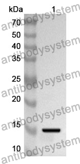 Anti-BMP2 Polyclonal Antibody