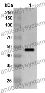 Anti-BMP4 Polyclonal Antibody