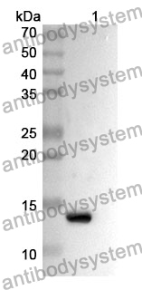 Anti-BMP3/Osteogenin Polyclonal Antibody