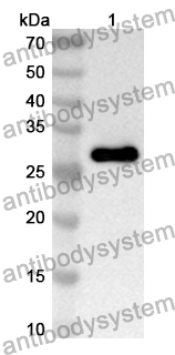 Anti-Human RNASE3 Polyclonal Antibody