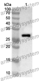 Anti-CD324/CDH1 Polyclonal Antibody